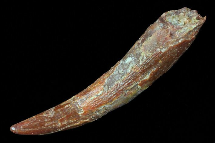Large, Pterosaur (Siroccopteryx) Tooth - Morocco #72694